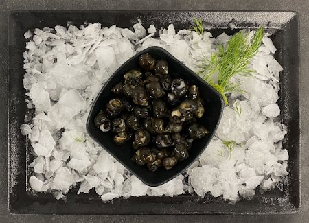 Bigorneaux vivants