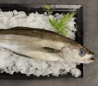 Lieu jaune entre 1kg et 1,5kg