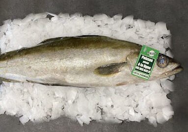 Lieu jaune ligne - entre 1kg et 1,5kg