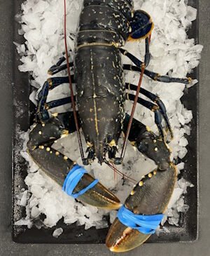 Homard vivant